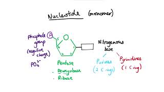 AS Biology  Nucleotide structure OCR A Chapter 38 [upl. by Rebmetpes676]