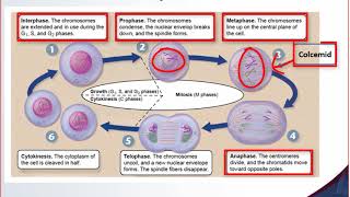 Cytogenetics Lecture [upl. by Northey]