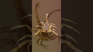 Meet The Deathstalker Scorpion  DPFunFacts scorpion dpfunfacts deathstalkerscorpion [upl. by Kenyon]