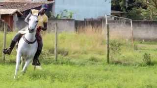 Cavalo Mangalarga Marchador à venda  Boniface Capim Fino [upl. by Ayet]