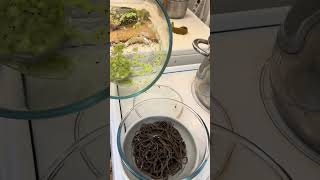 Arômatise de Kiwi et de Radis noir ton Soba dans le bol avec le Masterchef soba bimishido [upl. by Aerahs]