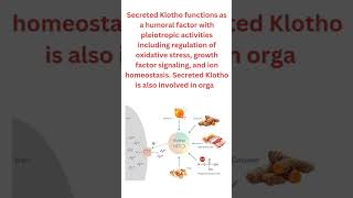 Secreted Klotho functions as a humoral factor with pleiotropic activities [upl. by Broeker]