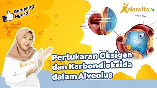 Pertukaran Oksigen dan Karbondioksida dalam Alveolus  IPA SMP [upl. by Aihseit37]