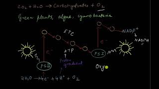 Anoxygenic photosynthesis  Photosynthesis in higher plants  Biology  Khan Academy [upl. by Porcia257]