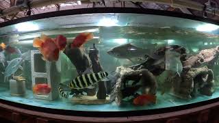 20x Afr cichl moved minnow tank restored 5x Phoenix barbs amp Yellow Fin moved JerkB tank redone [upl. by Xyla]