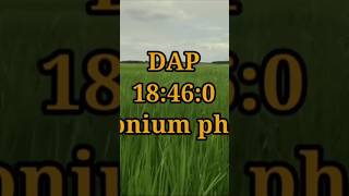 Dap 1846fertilizer gardening gardenplants agriculture vairalshort [upl. by Doerrer318]