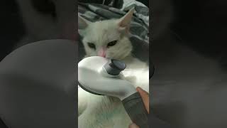 Tüy temizleme asmr Misha 😺 [upl. by Nibuz51]