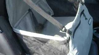 Puppy riding in car seat How Too [upl. by Nyleve]