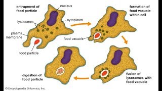 Phagocytosis procedure and method HD 2017 [upl. by Nealson]