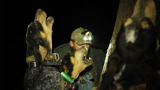 Bluetick Coonhounds Treeing raccoon [upl. by Lear392]