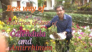 Time to Collect and Store Seeds of Calendula and Antirrhinum [upl. by Zared248]