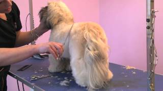 Grooming Guide  Lhasa Apso Competition Trim  ProGroomer [upl. by Kosey]