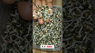 How to make sprouts at home  mung bean sprouts  Lentils Sprout sprouts food shorts [upl. by Haldis]