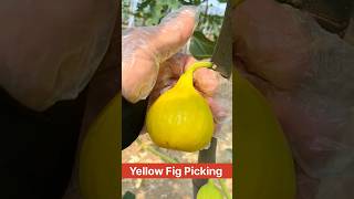 Yellow Fig Picking  Fig Harvesting 💚 shorts youtubeshorts fruit [upl. by Sherborn502]