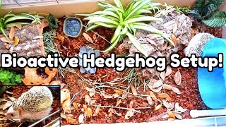 Setting Up a Bioactive Hedgehog Enclosure [upl. by Uwkuhceki]