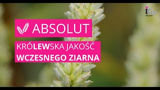 🌱 Pszenica ozima ABSOLUT [upl. by Notluf]