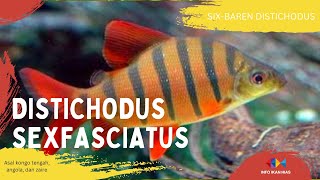 DISTICHODUS SEXFASCIATUS atau SIXBAREN DISTICHODUS ikan hias Asal kongo tengah angola dan zaire [upl. by Lali860]