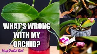 Orchid Care for Beginners  Phalaenopsis problems  How to spot treat amp prevent [upl. by Chuah625]