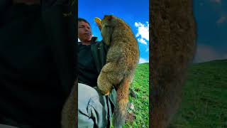 Cute Wild animal bobak marmot or prairie dog 431 [upl. by Avrom]