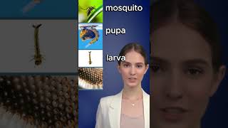 Mosquito Life Cycle  English Vocabulary For Kids english learnenglish shorts [upl. by Artened]