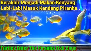 LabiLabi Masuk Kandang PIRANHA Auto Makan Kenyang [upl. by Luanne]