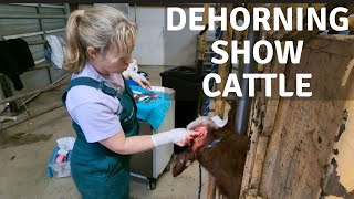 Dehorning Show Cattle [upl. by Noirret]