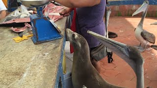 Friendly sea lion waiting for scraps at Galapagos Fish Market [upl. by Adnoma]