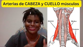 ARTERIAS DE CABEZA Y CUELLO MÚSCULOS [upl. by Ydak]