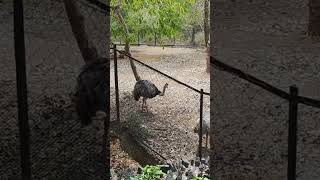 Chennai zoo park deer wildanimals [upl. by Trin501]