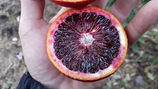 How do I know when blood oranges are red inside [upl. by Annah623]