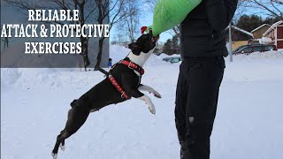 Amstaff Dog Training  BEFORE you start training Obedience Attack amp Protection Exercise etc [upl. by Adias]