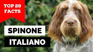 99 of Spinone Italiano Owners Dont Know This [upl. by Haimaj69]