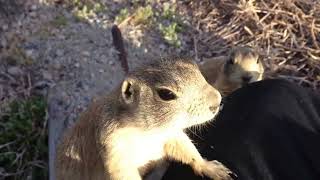 Feeding Prairie Dogs in Wyoming [upl. by Rannug328]