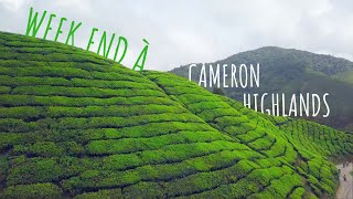 VLOG Malaisie 15  un WE à CAMERON HIGHLANDS [upl. by Barhos]