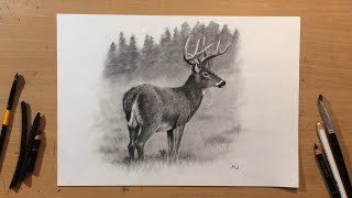 WhiteTailed Deer Charcoal Drawing  Wildlife Art [upl. by Hardy]