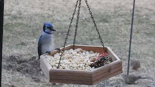 Winter Bird Feeder Cam Day 1 CAT TV [upl. by Aicilak]