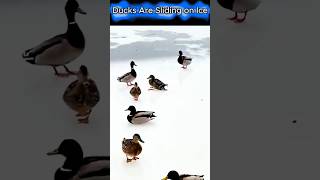 Ducks on Ice Nature’s Cutest Skaters 🦆❄️ shorts nature [upl. by Tay]