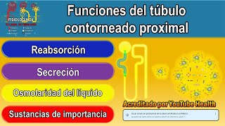 Nefrona partes y funcionamiento  Túbulo contorneado proximal  Túbulo proximal de la nefrona [upl. by Ailee335]