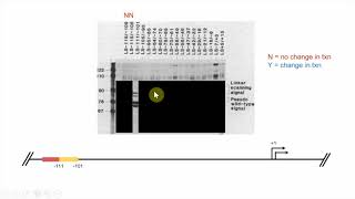 Fig 1020 Linker Scanning Mutagenesis Final [upl. by Ellened]