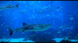 Super Relaxing Aquarium Screensaver with Two Whale Sharks [upl. by Lav570]