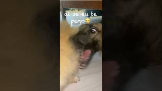 Ai se eu te pego🐕🧸💓 [upl. by Ettennahs]