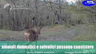 Animali domestici e selvatici possono coesistere [upl. by Ardnauq]