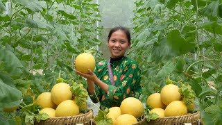 The Most Expensive Melon Ive Ever Harvested  Sick Han Baby  Ly Tieu Ca [upl. by Lepper]