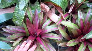 Vriesea bromeliads explained care and growing of vriesea broms [upl. by Lauree745]