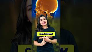 Easy trick to remember Bones of Cranium🦴🔥🔥highweightagetricksneet2024neetbiologybones [upl. by Lavina]