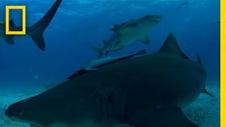 Lemon Shark Birth  Untamed Americas [upl. by Kamaria837]