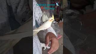 Cocktail parrot 🐦🦜 for sale bird📞☎️9455312515 [upl. by Hareehahs782]