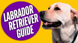 Labrador Retriever  Breed Guide [upl. by Ennovad]