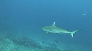 Maldives Sharks Diving Underwater Relaxation [upl. by Ennire253]