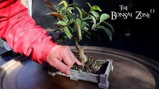 My Ficus microcarpa Cutting From 2000 The Bonsai Zone Nov 2024 [upl. by Ynottirb]